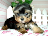 teacup yorkie